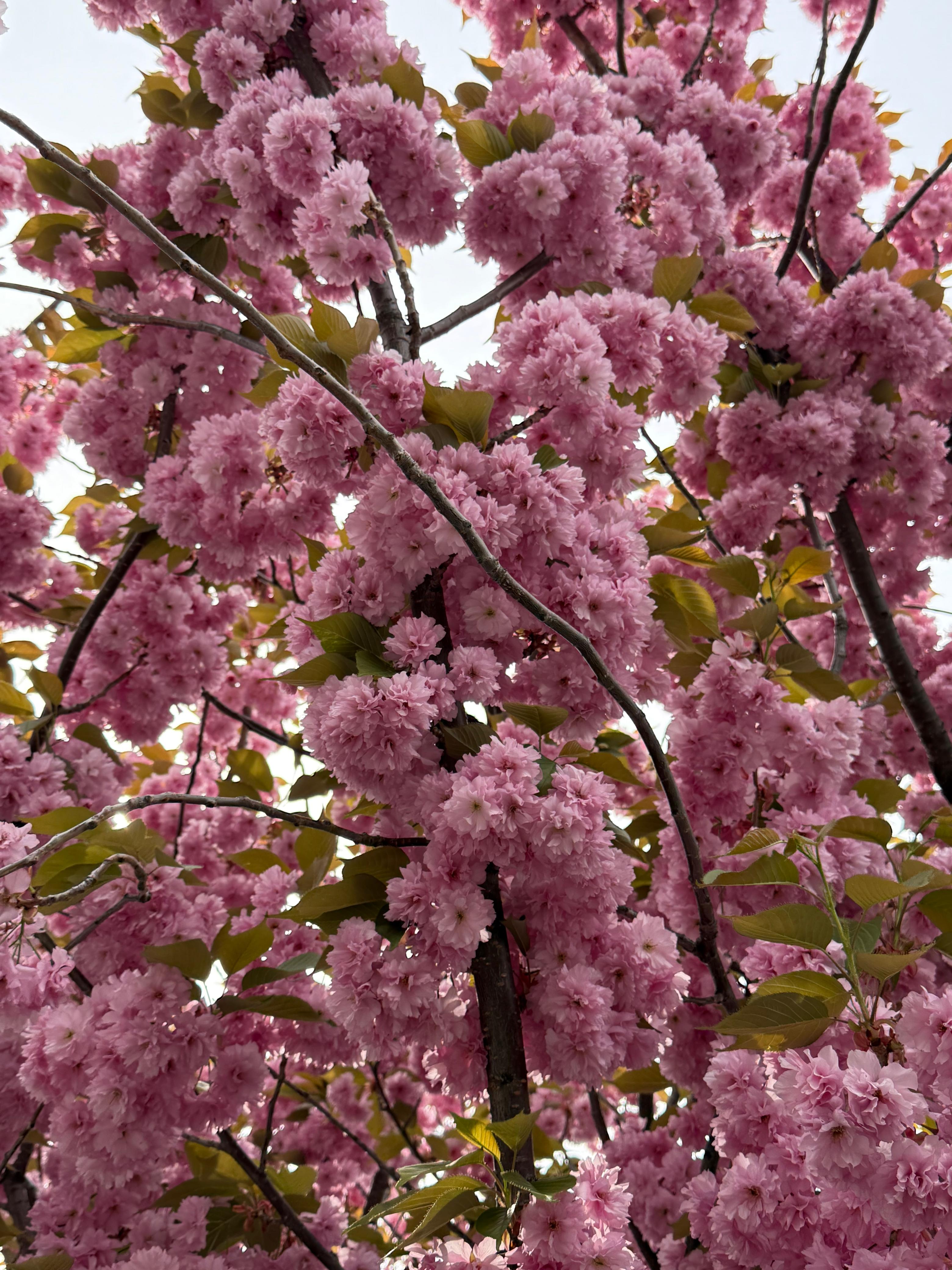 Wandering Through Wonder: My Journey Across Japan-Part 2